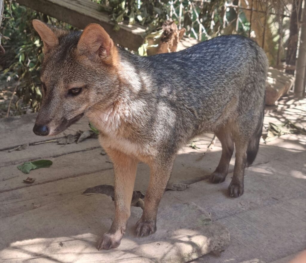 Peanut antonio, renard de l'espèce Cerdocyon Thous, présent au parc Ambue Ari
